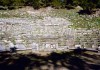 Priene
