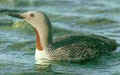 Ornithology in Turkey